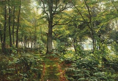 forest scenery with ferns