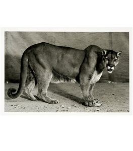 puma by balthasar burkhard