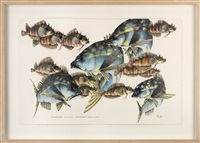 Yellowtail snapper, spotcheek blenny, 1988