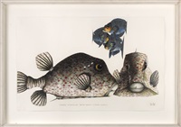 Cherubfish, spotted trunkfish, 1988