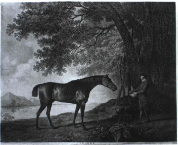 Sharke by George Townley Stubbs