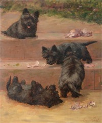 Scottish Terriers