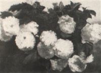 Hydrangeas