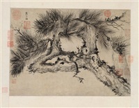 An old pine tree
