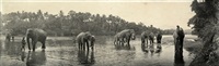 Elephants bathing with their keepers, Ceylon, 1900