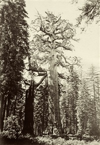 The Grizzly Giant, 33 feet in diameter, , 1860–1869 The Grizzly Giant, 33 feet in diameter, , 1860–1869