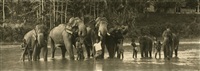 Elephants bathing with their keepers, 1910