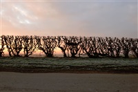 Hedge crawl, dawn, frost, cold hands,..., 2014