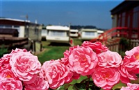 Flowers, West Bay, England, 1999