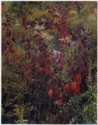Blackberry Bushes, Adirondack Park, New..., 1963