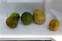 Jamaica Queens, styro, 2018