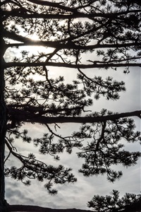 Austrian Pine, January 22, 2017