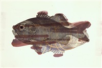 Smaller, Singular Fish (Trachichthys..., 1997