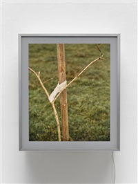Sapling, 1999