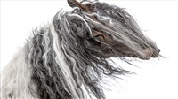 Hairy Horse