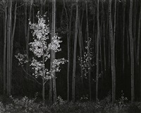 Aspens, Northern New Mexico, 1958