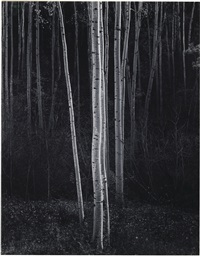 Aspens, Northern New Mexico, 1958