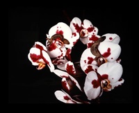 Untitled, from the series »Flowers &..., 2005 Untitled, from the series »Flowers &..., 2005
