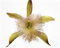 Orchid: Rhyncholaelia Digbyana, New York, 1969