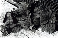 Beefsteak Plant, Tokyo, 1990