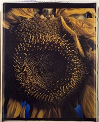 Sunflower, 1989