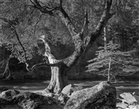 Early Morning, Merced River, Yosemite Valley, 1950