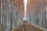 Po Valley, Italy, 1978