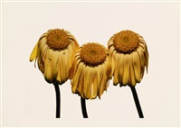 Gerbera Daisy/Gerbera jamesonii 
