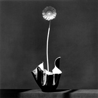 African Daisy, 1982