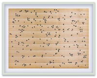 Flies, 1972