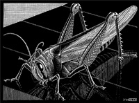 Grasshopper, 1935