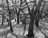 Forest Castle Rock State Park, CA, 1962