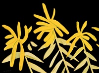 Goldenrod, 2021