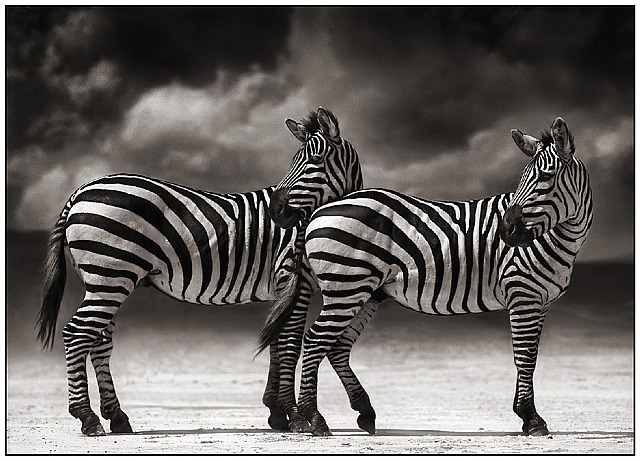 Image result for nick brandt zebra