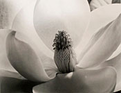 Magnolia Blossom by Imogen Cunningham