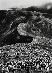Chinstrap Penguins, Deception Island, Antarctica by Sebastiao Salgado