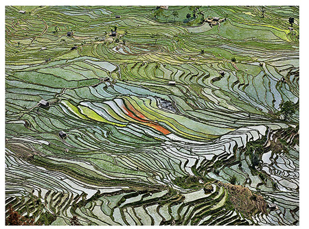 Rice Terraces #2, Western Yunnan Province, China, 2012 by Edward Burtynsky Rice Terraces #2, Western Yunnan Province, China, 2012 by Edward Burtynsky