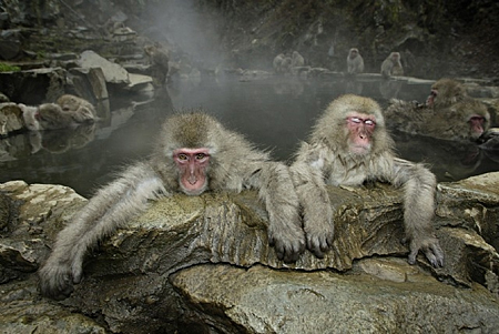 Japanese Monkey, Jigokundani, Japan by Maekawa Japanese Monkey, Jigokundani, Japan by Maekawa