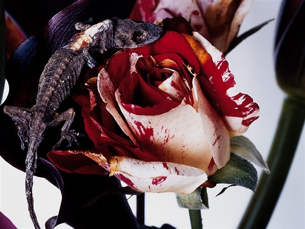image therapy — Nobuyoshi Araki: Yami No Hana: Araki's
