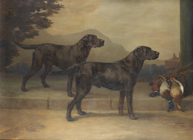 Field type best sale labrador
