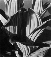 Imogen Cunningham: Flora (BULFINCH): Lorenz, Richard