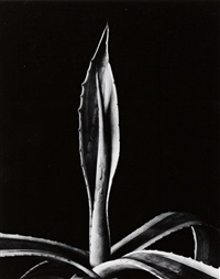 Imogen Cunningham | Artnet | Page 4