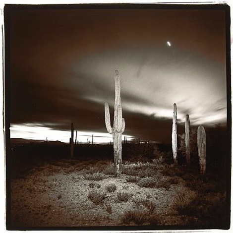 Desert cactus, plate 46 by Richard Misrach on artnet