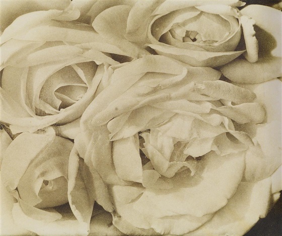 Roses, Mexico by Tina Modotti on artnet