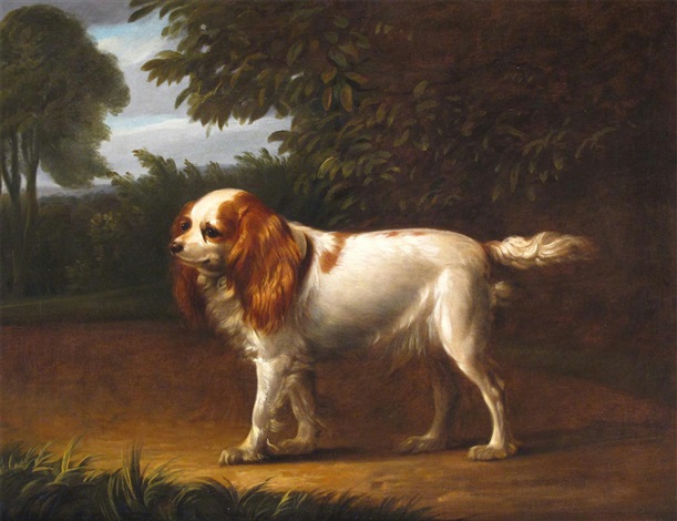 Cavalier queen sales charlotte spaniel