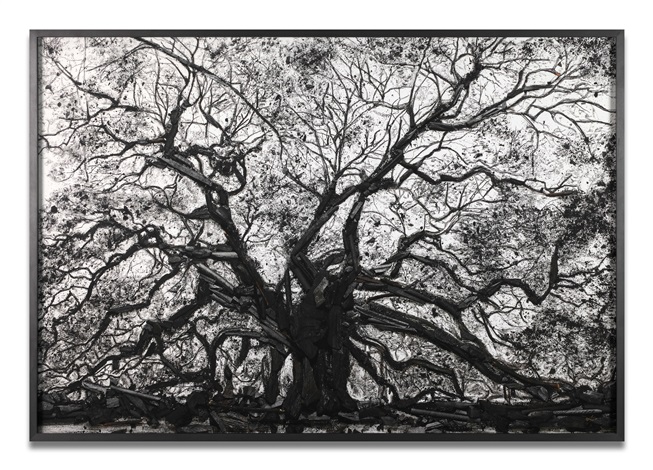 Tree Traces by Vik Muniz on artnet