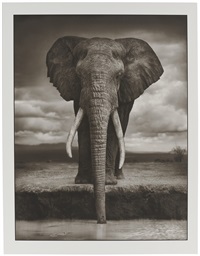 Nick Brandt | Artnet | Page 13 Nick Brandt | Artnet | Page 13