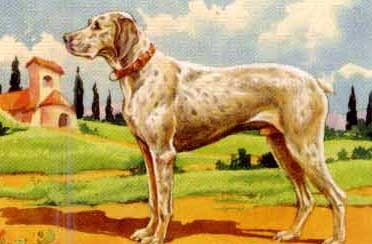 Braque du bourbonnais price cheap