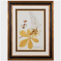 Joseph Jakob von Plenck