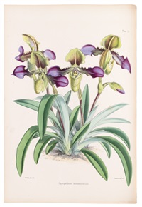 Select Orchidaceous Plants　Robert Warner Lot - WARNER, ROBERT; and WILLIAMS, BENJAMIN. Select